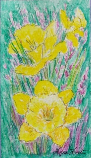 Jonquilles et genêt rose - Gouache - aquarelle - petit format.